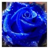 Dream Series Hot Sale Blue Rose Diamond Painting Kits UK AF9315