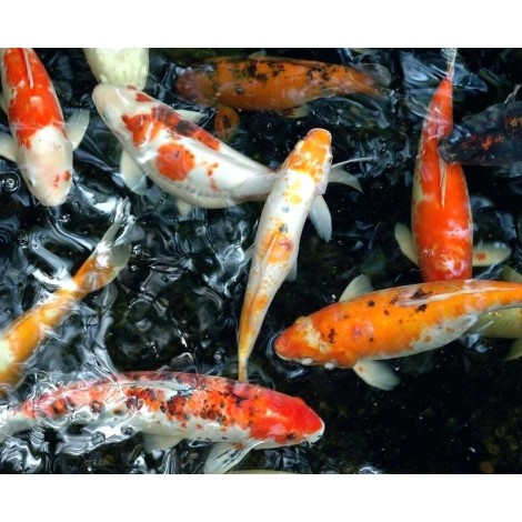 2019 Full Drill 5D DIY Diamond Painting Fish Embroidery Cross Stitch VM90176