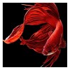 Modern Art Special Mosaic Cross Stitch Red Fish Diy 5d Diamond Painting Kits UK QB5120