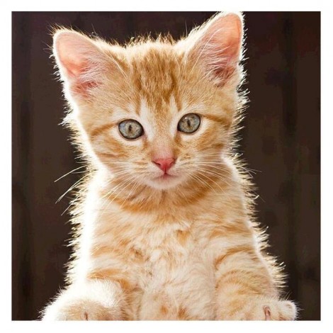 New Cat 5d Diy Cross Stitch Diamond Painting Kits UK QB9999