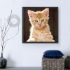 New Cat 5d Diy Cross Stitch Diamond Painting Kits UK QB9999