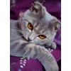 2019 New Hot Sale Cat Picture 5d Diy Diamond Painting Kits UK VM07253