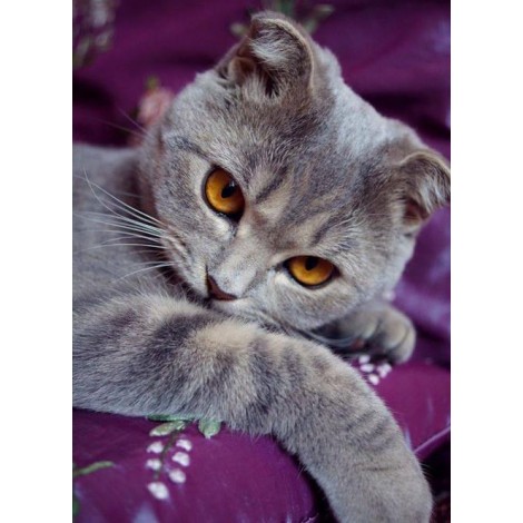 2019 New Hot Sale Cat Picture 5d Diy Diamond Painting Kits UK VM07253