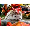 Cute Hedgehogs  Full Drill 5D Diy Diamond Painting Kits Uk VM90829