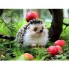 2019 New Hot Sale Photo Hedgehog Pattern 5d Diy Diamond Painting Kits UK VM9069
