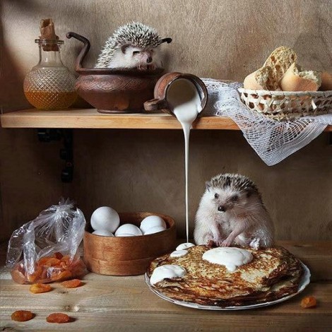 Special Hedgehog 5D Diy Embroidery Cross Stitch Diamond Painting Kits UK NA00349