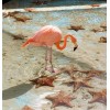 For Beginners Flamingos 5D Diy Diamond Painting Kits UK NA0297
