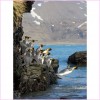 Penguin 5D DIY Diamond Painting Kits UK KN80136