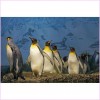 Penguin 5d Diy Diamond Painting Kits UK KN80005