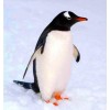 Special Penguin 5d Diy Embroidery Cross Stitch Diamond Painting Kits UK NA0436