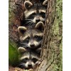 Full Square Drill Raccoon 5d Diy Embroidery Cross Stitch Diamond Painting Kits UK NA90390
