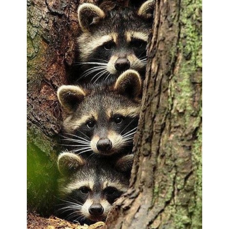 Full Square Drill Raccoon 5d Diy Embroidery Cross Stitch Diamond Painting Kits UK NA90390