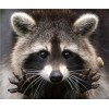 2019 New Hot Sale Cross Stitch Cute Raccoon DIY 5D Diamond Painting Kits UK VM7639