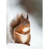 Cheap Full Drill Squirrel 5d Diy Cross Stitch Diamond Painting Kits UK NA00451
