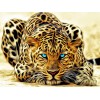 2019 New Hot Sale Animal Portrait Leopard 5d Diy Diamond Painting Kits UK VM8069