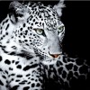 Black White Animal Portrait Leopard Hot Sale 5d Diy Diamond Painting Kits UK VM8063