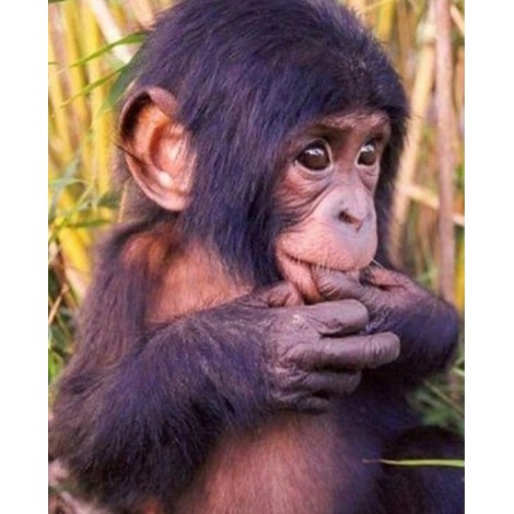 2019 Little Monkey Cross Stitch Diamond Embroidery Patterns Set VM90199