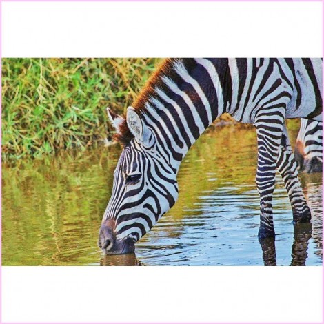 Special Full Drill Zebra 5D Diy Diamond Painting Kits UK KN80007