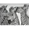 Black White Zebra 5D Diy Embroidery Cross Stitch Diamond Painting Kits UK NA00373