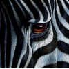 Modern Art Zebra 5D Diy Embroidery Cross Stitch Diamond Painting Kits UK NA00370