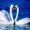 2019 Hot Sale Elegant Swan Lover In Lake 5d Diy Full Diamond Painting Swan Kits UK VM03006