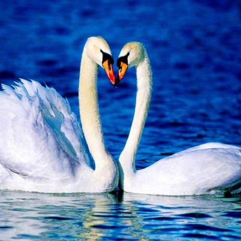 2019 Hot Sale Elegant Swan Lover In Lake 5d Diy Full Diamond Painting Swan Kits UK VM03006