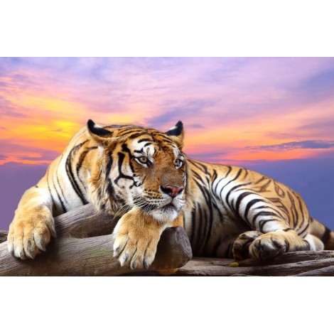 2019 Pattern Tiger Full Drill 5D Diy Diamond Painting Kits Uk Cross Stitch VM90316