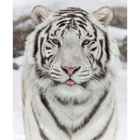 New 5D DIY Diamond Painting White Tiger Embroidery VM92088