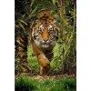 New Jungle Tiger Full Square Diamond Embroidery Rhinestone VM92175