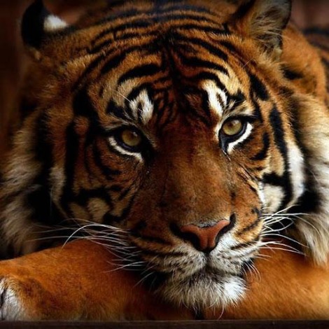 2019 5D DIY Diamond Painting Tummy Tiger Embroidery Cross Stitch Kits VM90038