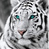 For Beginners Tiger Picture 5d Diy Cross Stitch Diamond Painting Kits UK QB6431