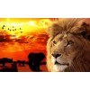 Dream Lion Pattern Diy 5d Full Diamond Painting Kits UK QB5868
